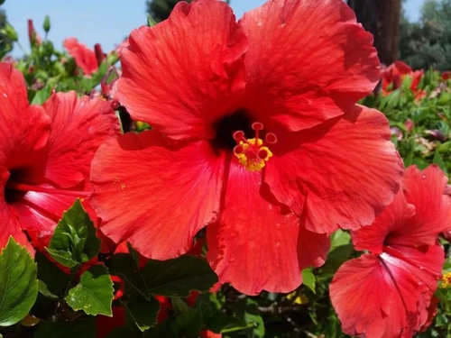 Hibiscus