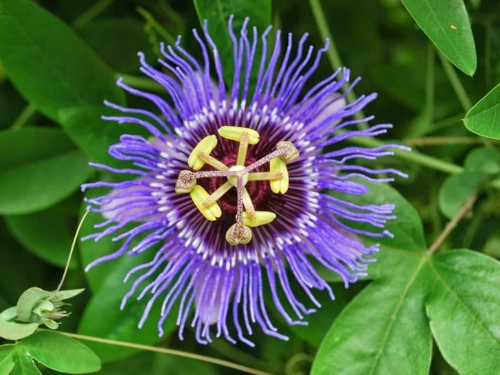 Passiflora