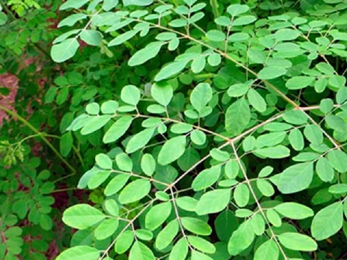 Moringa